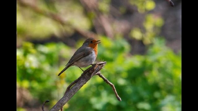 Голоса птиц в природе 2-1 The song of birds смотреть онлайн