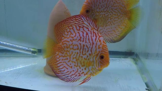 Super Checkerboard Discus