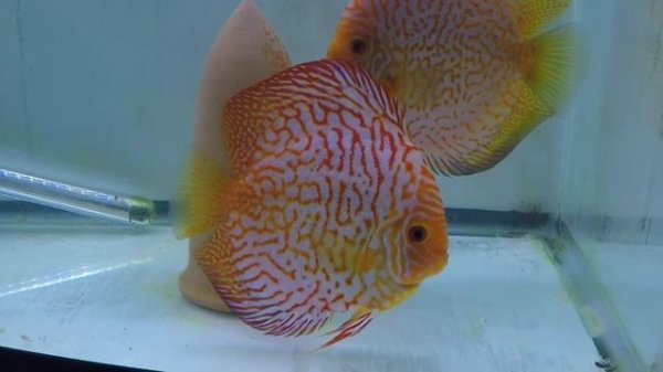 Super Checkerboard Discus
