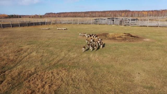В лесах Калинковичей – пополнение. Грациозные лани скоро будут полноправными жителями местных лесов смотреть онлайн