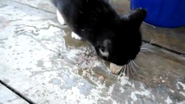 Кот рыбачит в ведре смотреть онлайн