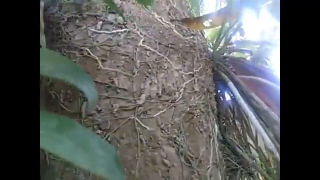 FAT GARDENER | ORCHID ADVENTURE | WHAT ARE DENDROBIUM APHYLLUM AND DENDROBIUM ANOSMUM смотреть онлайн