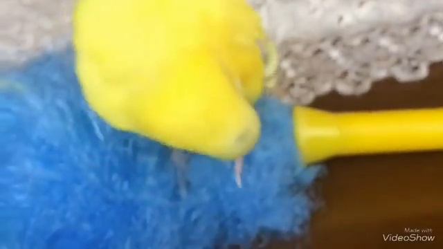 Линька? Что делать?