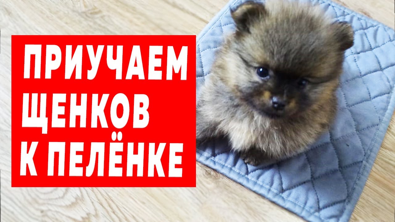 Щенкам шпица 38 дней. Приучаем щенка к пеленке. Подстригаем собаке когти. Игры шпицев смотреть онлайн