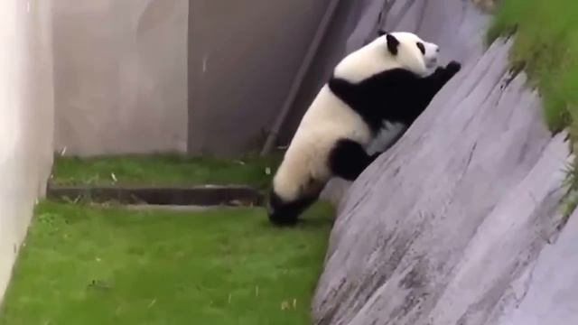 Панда развлекается) Смешное видео | Panda. Fun video смотреть онлайн