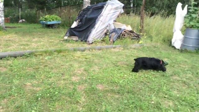 Собака на даче. Черная Дженни. смотреть онлайн