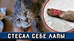 Чаку, врачи сняли омертвевшие корочки с лап и мошонки и обматали лапы. Анфисе сделали операцию.