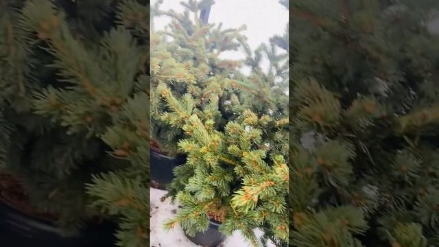 Ель Лайки Страйк , С25) продажа в моей группе , телеграмм Https://t.me/S76Olga_76