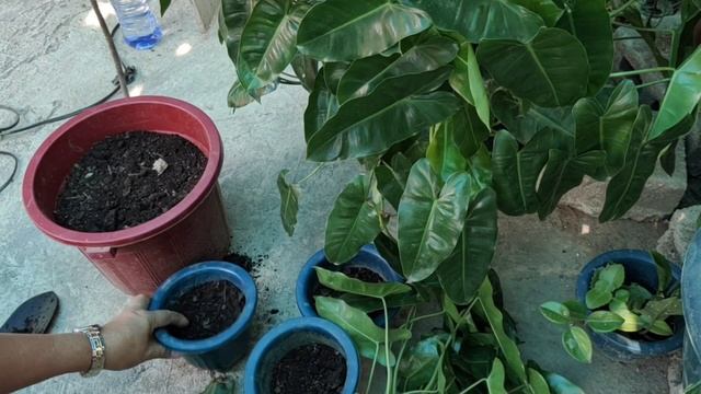 My Philodendron Burle Marx Propagation by cuttings смотреть онлайн