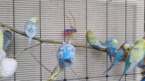 видео для попугаев | пение волнистых попугаев