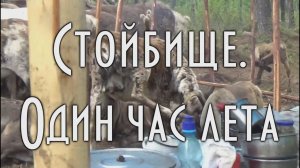 Стойбище оленеводов, удивительная жизнь. Олени, собаки, рыбака
