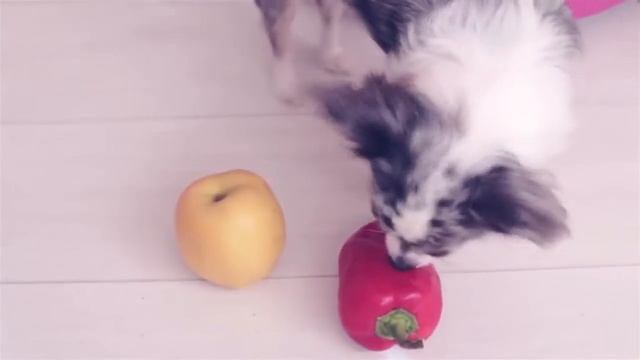 Почему у собак мокрый нос / я знаю, а ты? смотреть онлайн