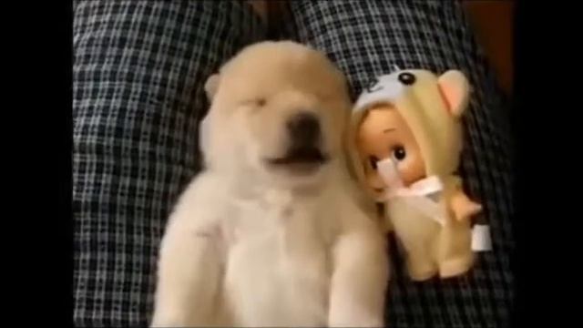 очень прикольный смешной милый щенок во сне. приколы 2017 смотреть онлайн