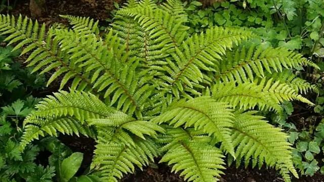 Папоротник в саду: посадка и уход смотреть онлайн
