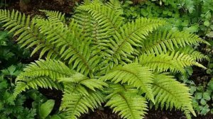 Папоротник в саду: посадка и уход