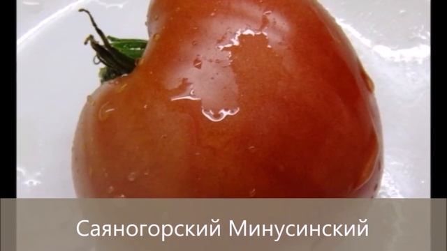Новое поступление семян минусинских томатов смотреть онлайн