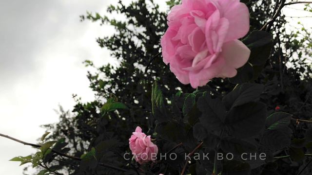 Есть тишина, которая говорит. И есть слова, которые нечего не значат.⛓️✨ смотреть онлайн