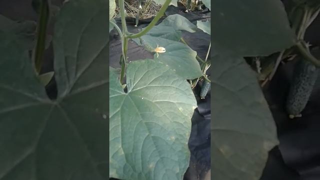 Второй оборот огурца Бьерн,Меренго/Первые огурцы/33дня с момента всходов смотреть онлайн