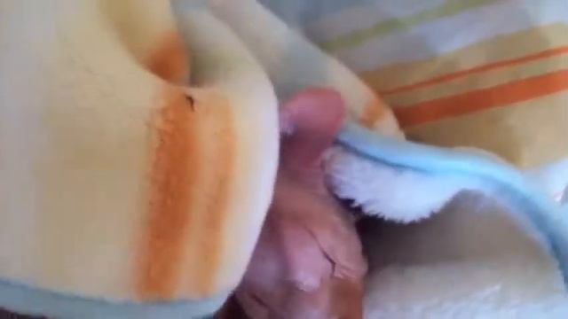 Лысый Сфинкс смотреть онлайн