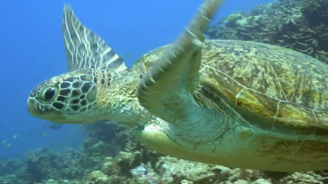 Diving Kooddoo Island Feb. 2018 смотреть онлайн