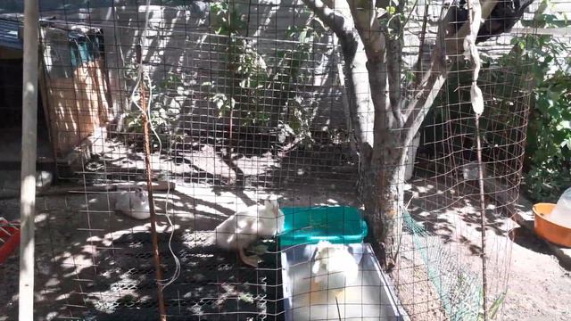 Муларды 30 дней(первый заплыв)