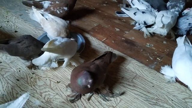 ПХД готовимся к выводному сезону. смотреть онлайн