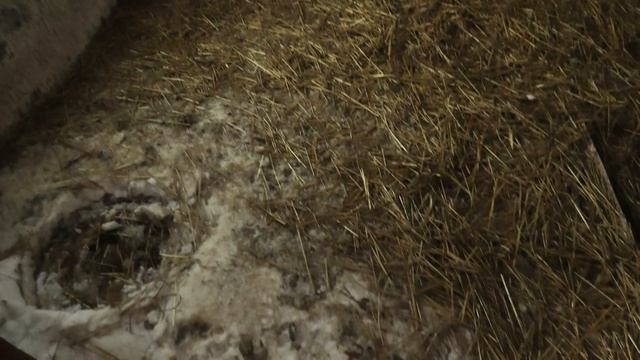 Зимнее содержание подсадных уток, все тонкости и секреты. смотреть онлайн