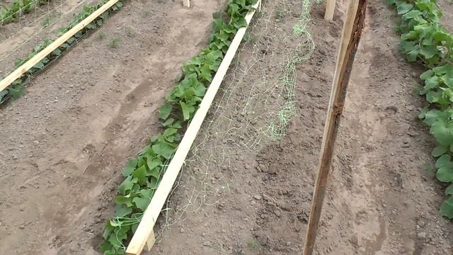 шпалеры для огурцов смотреть онлайн