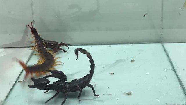 Scorpion vs Crab vs Centipede - Insect Club смотреть онлайн