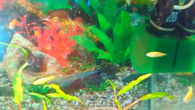 Почему умирают рыбки в аквариуме и что нужно делать. Why die die fish in the aquarium and what to d смотреть онлайн