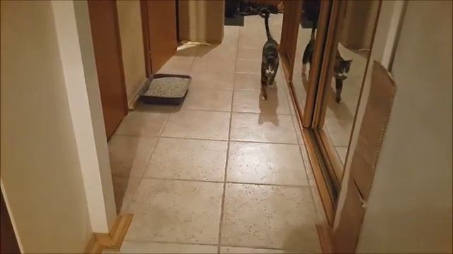 Кот приносит мышь/ Cat carrying mouse смотреть онлайн