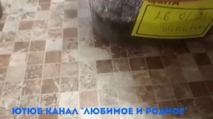 Бальзамин из семян.Посев.Сорт Афина Оранжевое пламя.
