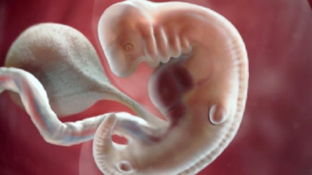 5 Неделя Беременности | Календарь Беременности. Эмбрион смотреть онлайн