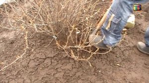 ХИТРЫЙ СПОСОБ РАЗМНОЖЕНИЕ СМОРОДИНЫ ОТВОДКАМИ