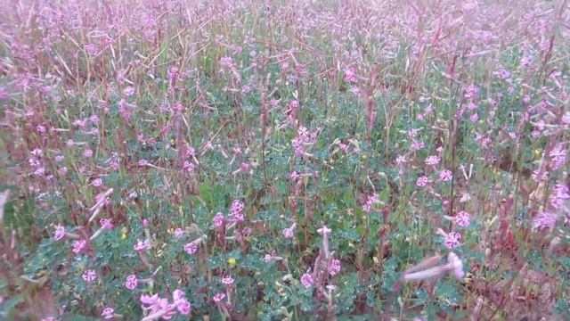 Красавица Смолёвка египетская после дождика!!!Кирьят-Ям.Израиль. смотреть онлайн