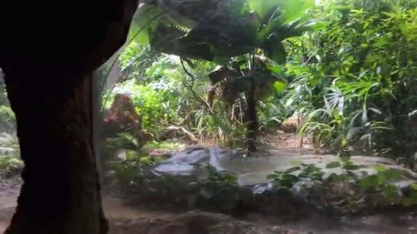 1 day trip at Singapore River Safari on Amazon River Quest boat rides.