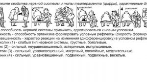 Типы темперамента и свойства нервной системы для ЕГЭ по биологии