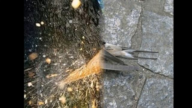 Как мы вредим природе.Лес смотреть онлайн