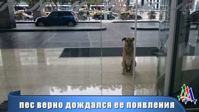 Бездомный пес постоянно встречал стюардессу у отеля, пока она не забрала его домой смотреть онлайн