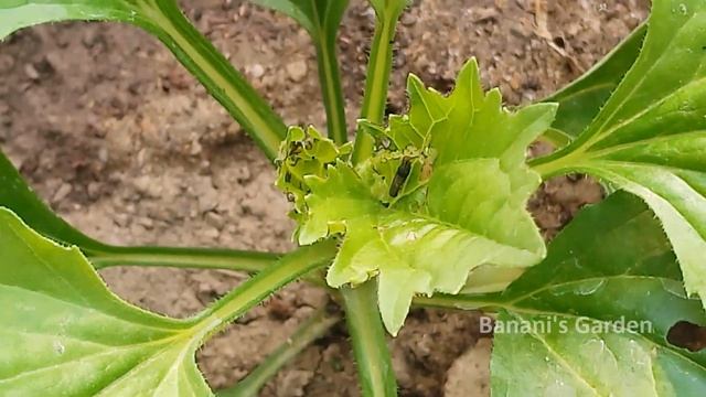 Aster flower: How to grow and take care смотреть онлайн