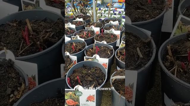 Itoh Peony Roses смотреть онлайн