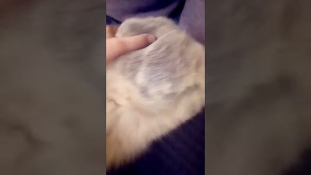 Что такое кошка гуляет смотреть онлайн