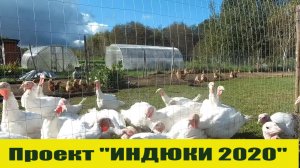 САМОЕ ТРУДНОЕ ВРЕМЯ В РАЗВЕДЕНИЕ  ИНДЮКОВ