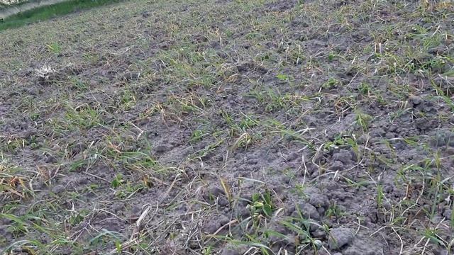 Приклад селективності грамініциду (клетодим). смотреть онлайн