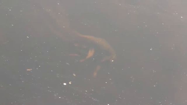 Spring: Newts Mating in Ice Water. Весна: тритоны спариваются в ледяной воде (2267sp) смотреть онлайн