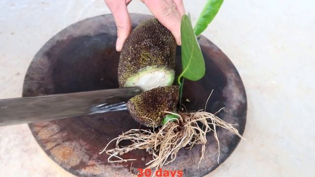 How to grow Jack tree from Jackfruit for beginners смотреть онлайн