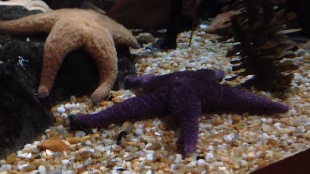 США. Морские коньки, pink starfishes, Atlanta Aquarium смотреть онлайн