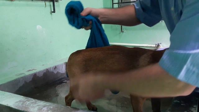 Cómo quitar el mal olor de tu perro 🐶 смотреть онлайн