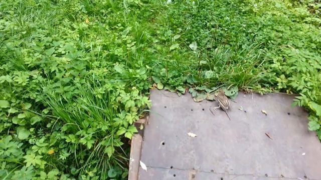 Дрозд со сломанной лапкой. смотреть онлайн