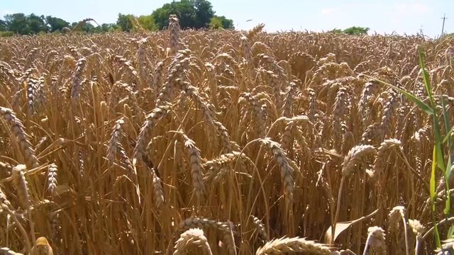 Государственный мониторинг полей смотреть онлайн